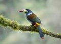 Retorno Photo Tours Showcases Colombia’s Bird Diversity Through Specialized Photography Experiences