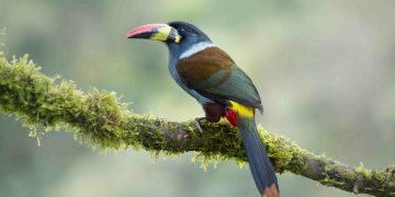 Retorno Photo Tours Showcases Colombia’s Bird Diversity Through Specialized Photography Experiences
