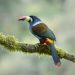 Retorno Photo Tours Showcases Colombia’s Bird Diversity Through Specialized Photography Experiences