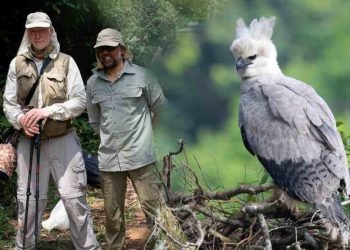 RETORNO Opens Harpy Eagle Photography Expedition Across Six Active Nest Sites in Colombia