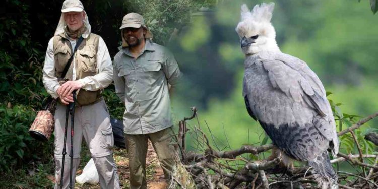 RETORNO Opens Harpy Eagle Photography Expedition Across Six Active Nest Sites in Colombia