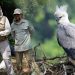 RETORNO Opens Harpy Eagle Photography Expedition Across Six Active Nest Sites in Colombia